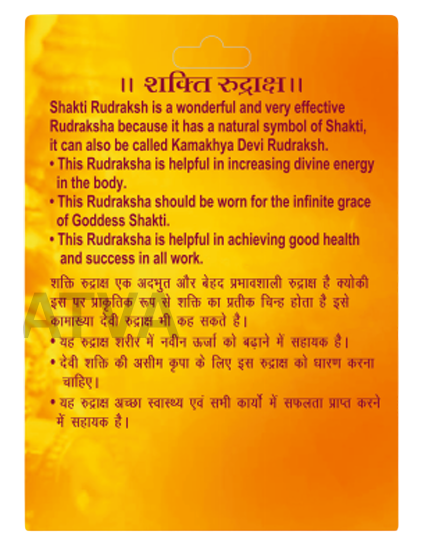 Shakti Rudraksha