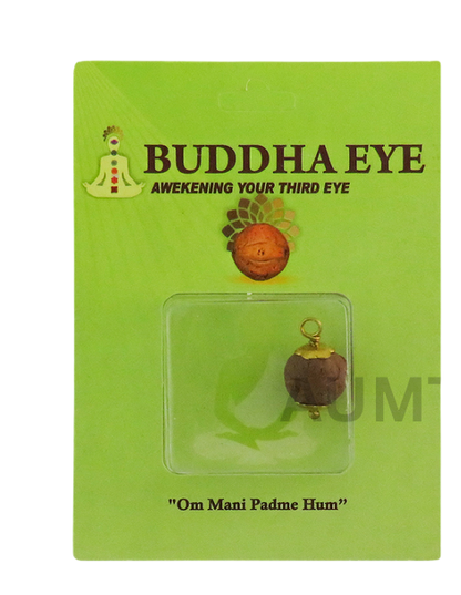 Buddha Eye Rudraksha