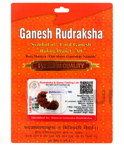 Ganesha Rudraksha