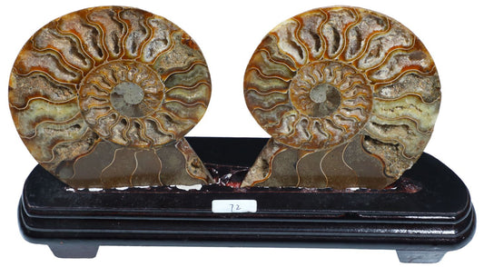 Ammonite