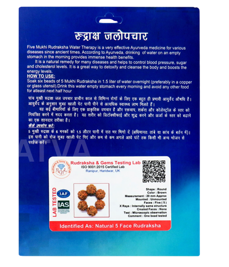 Rudraksha Water Therapy